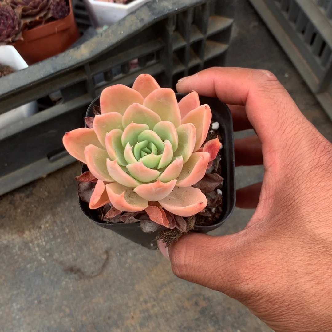 我们就像两块砖那样排列