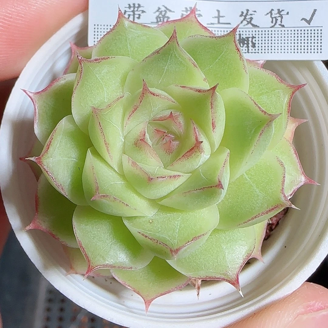 1111----841女王玫瑰