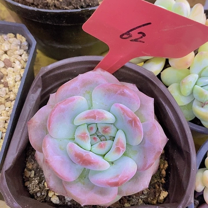 开心多肉植物多肉