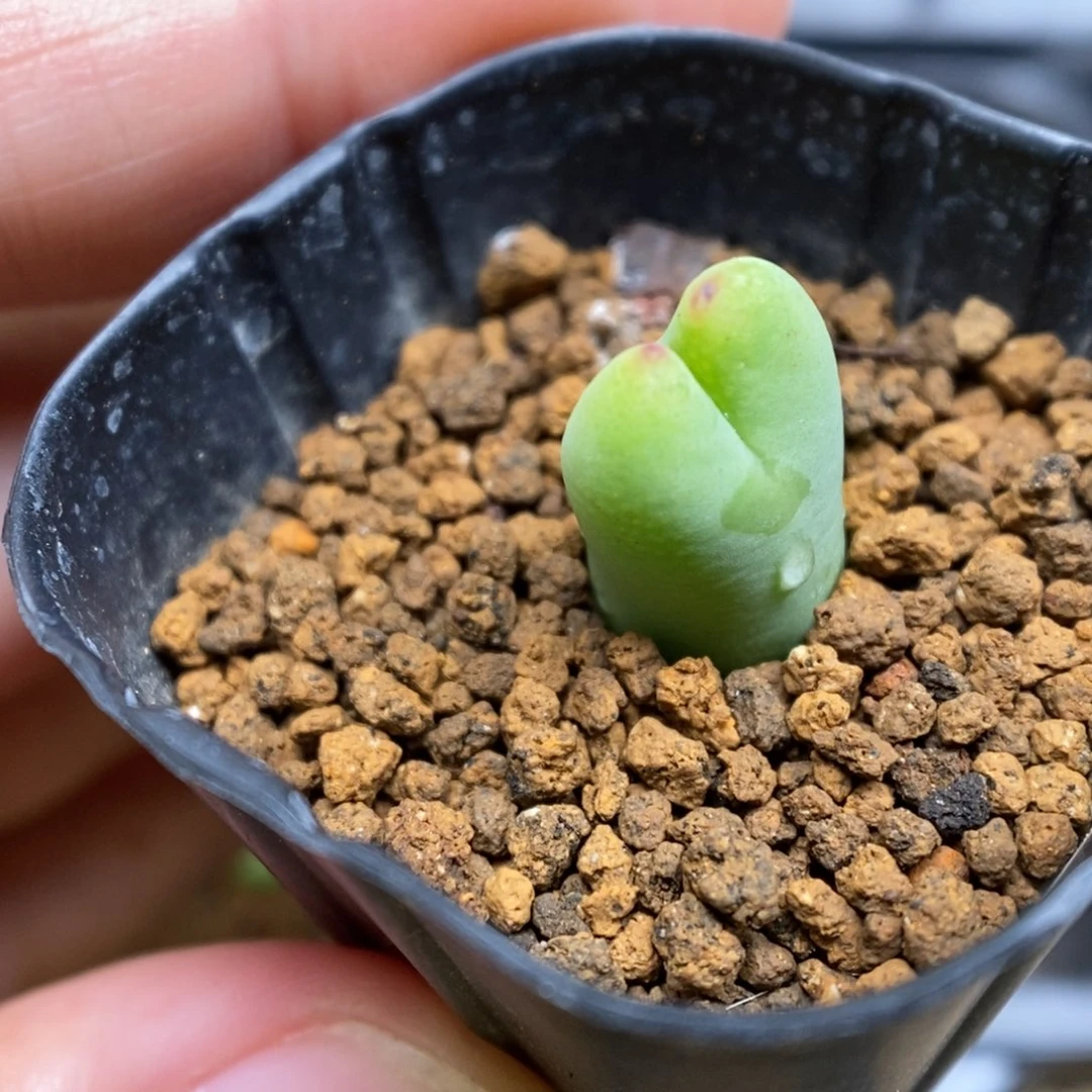 多肉植物肉锥杂交K-5585 将杂