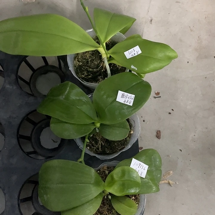 完全开放拯救原生109136➕蓝宝石交品➕1218不售后3