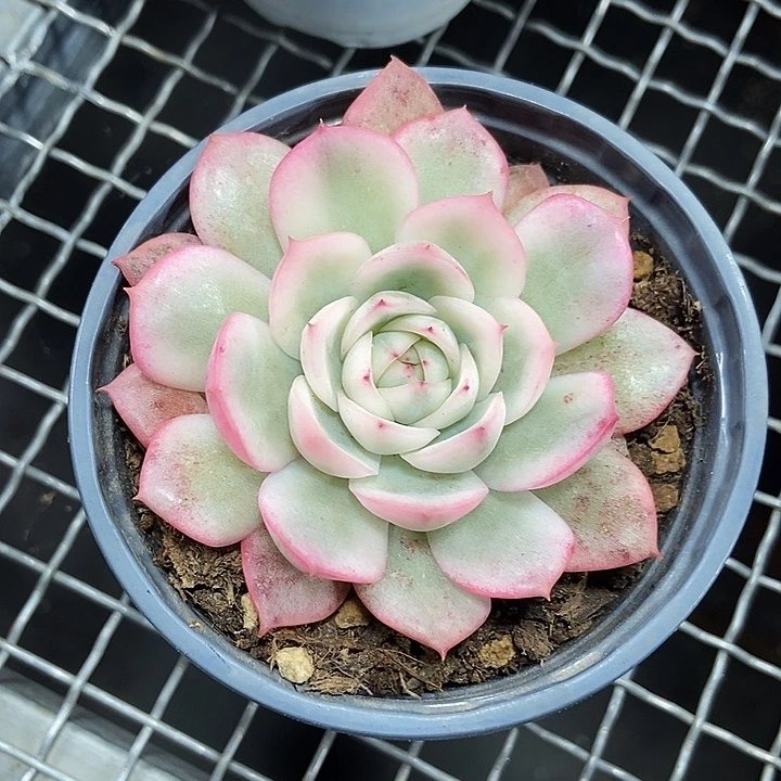 韩水晶锦多肉植物
