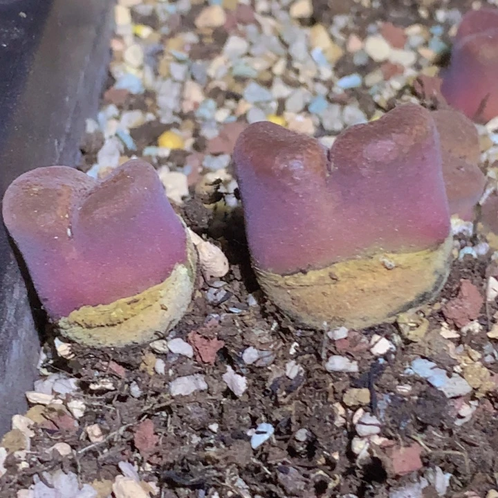 1569966896868988959656