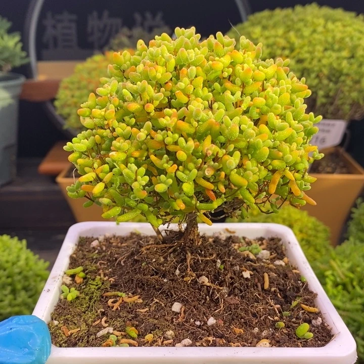 无花朵990棒棒糖蜜橘。