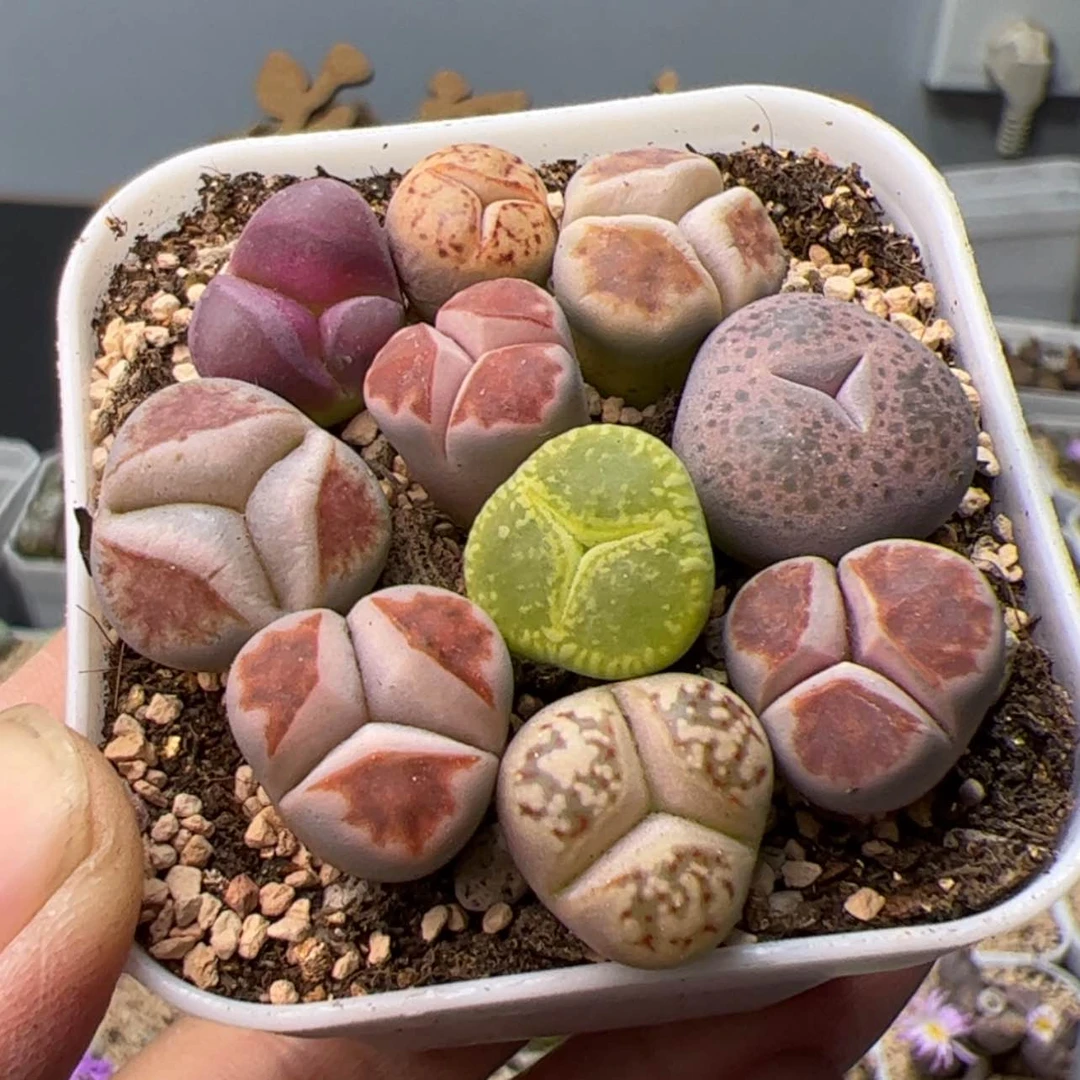 【闪购商品】000000017