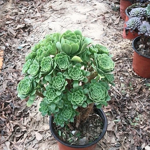 绿玫瑰法师多肉植物1