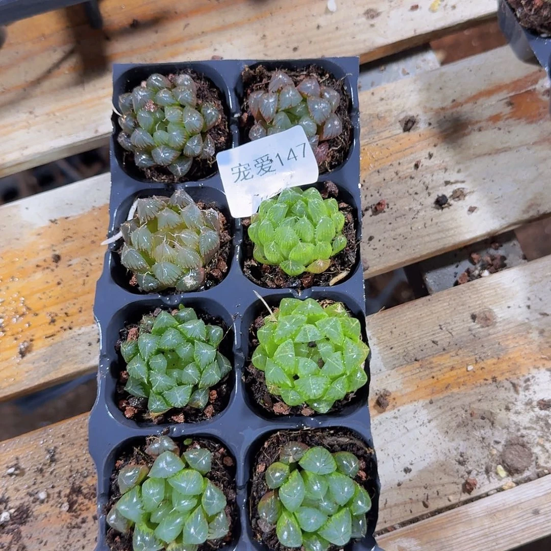 直播福利一物一拍147