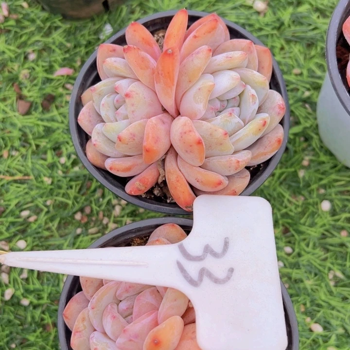 健健康康平平安安