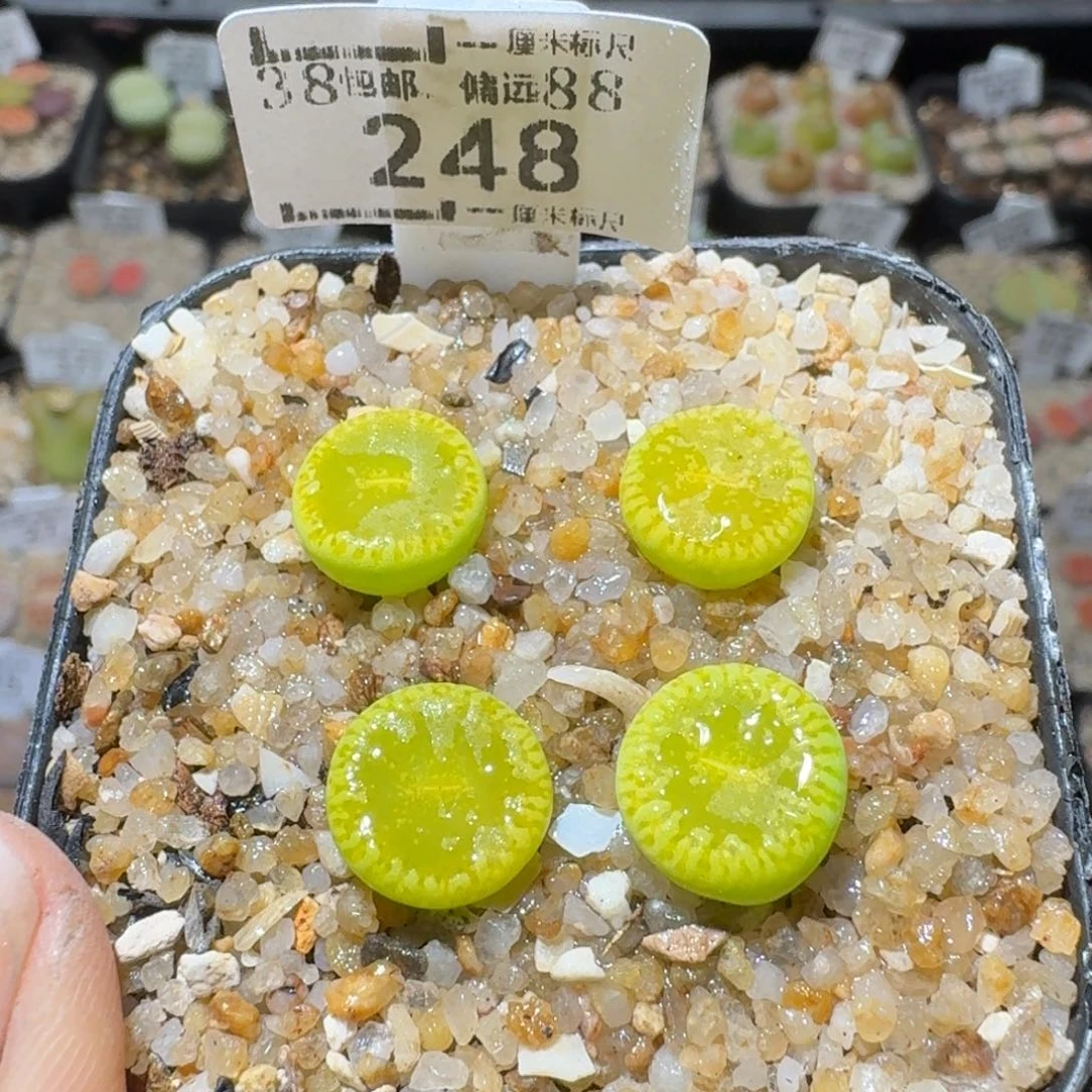 Sss清货了清空248