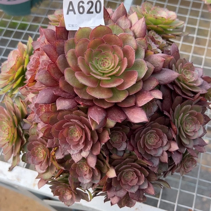 620红魔多肉22厘米左右