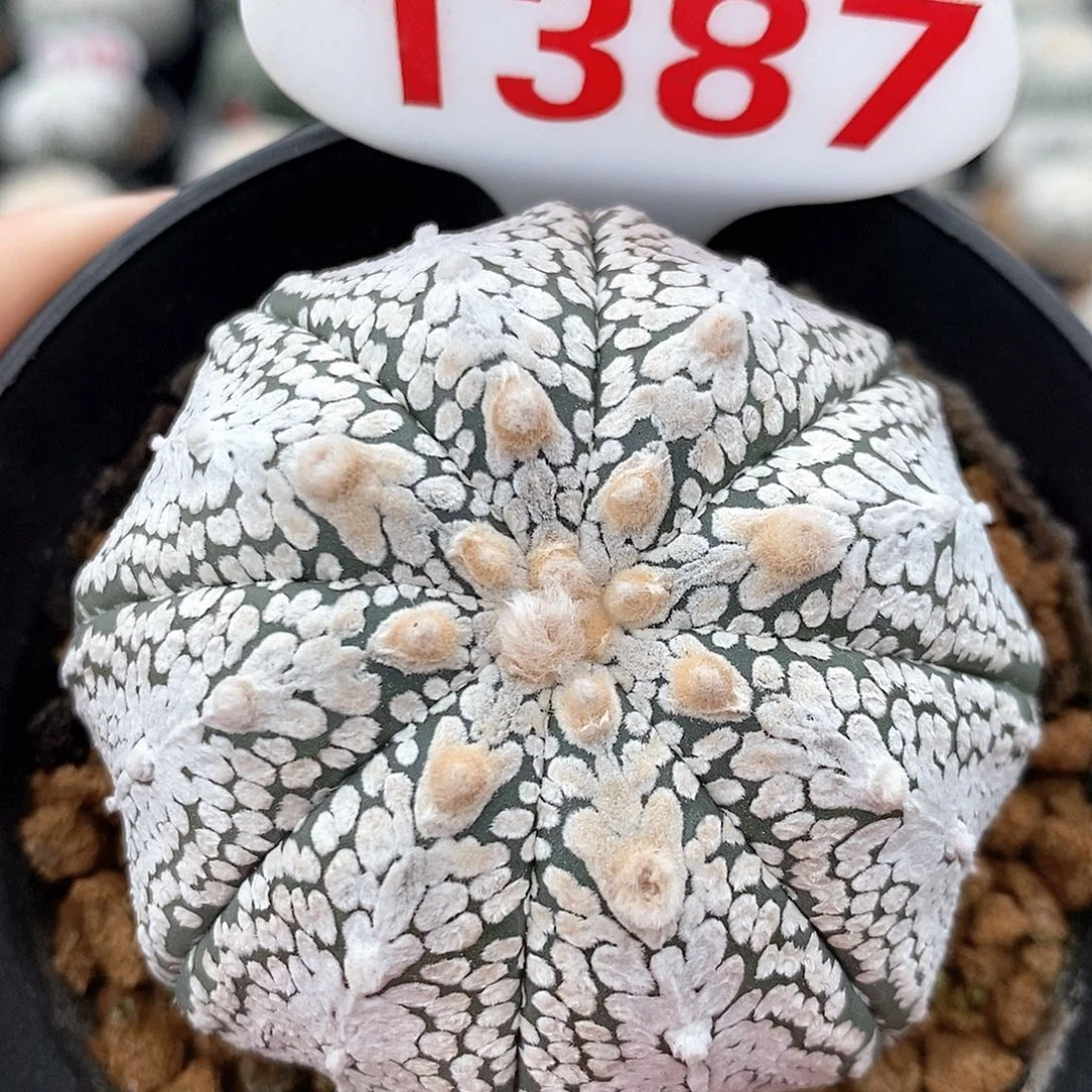 1387v兜系列福利来