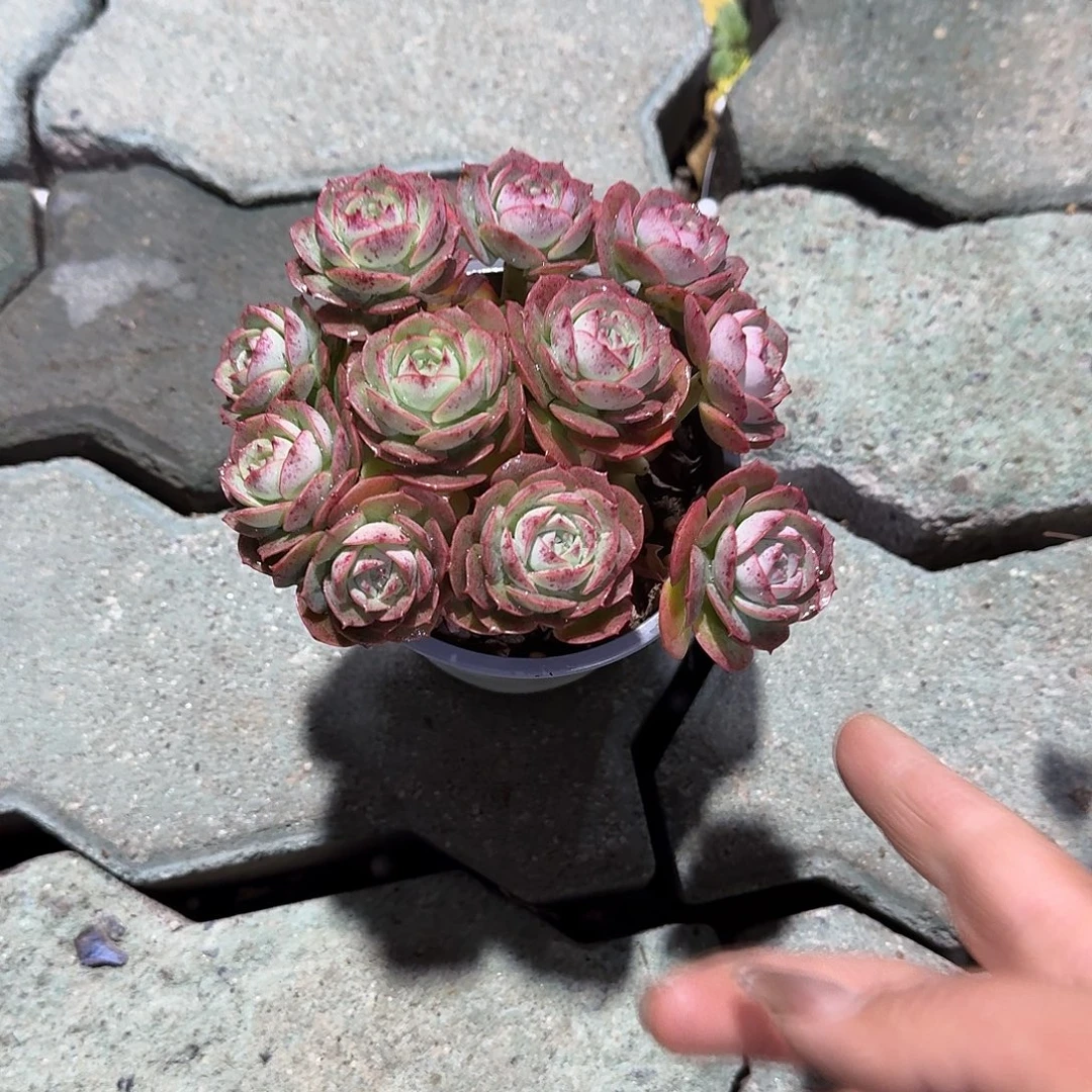 克罗地亚玫瑰多肉植物