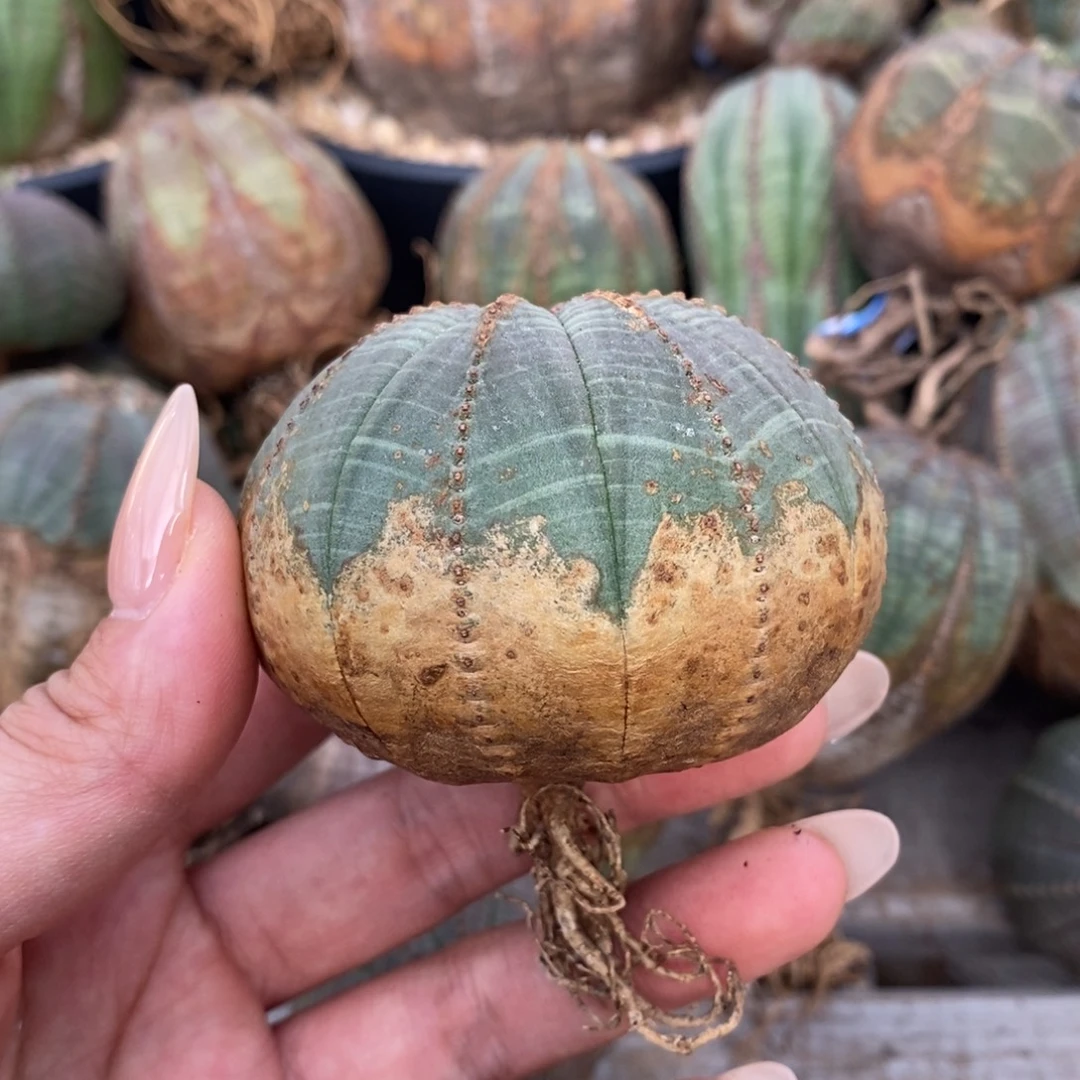 7欧系实生布纹球一物一拍