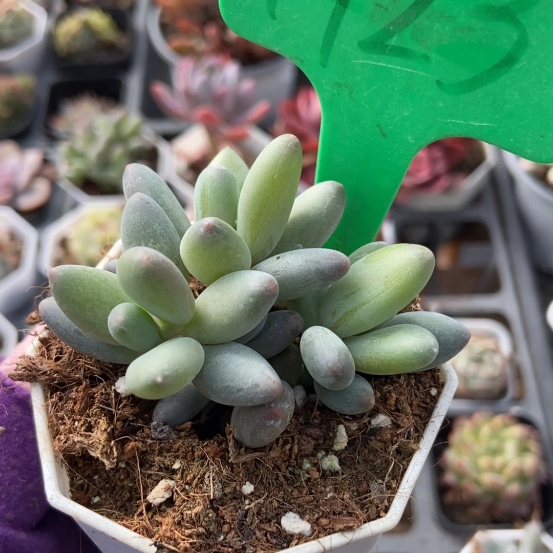 1923白兰地duopoly was my多肉