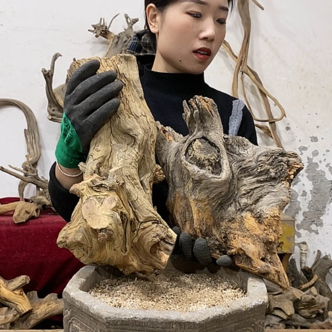 【闪购商品】柏木蝉我们都是好孩子