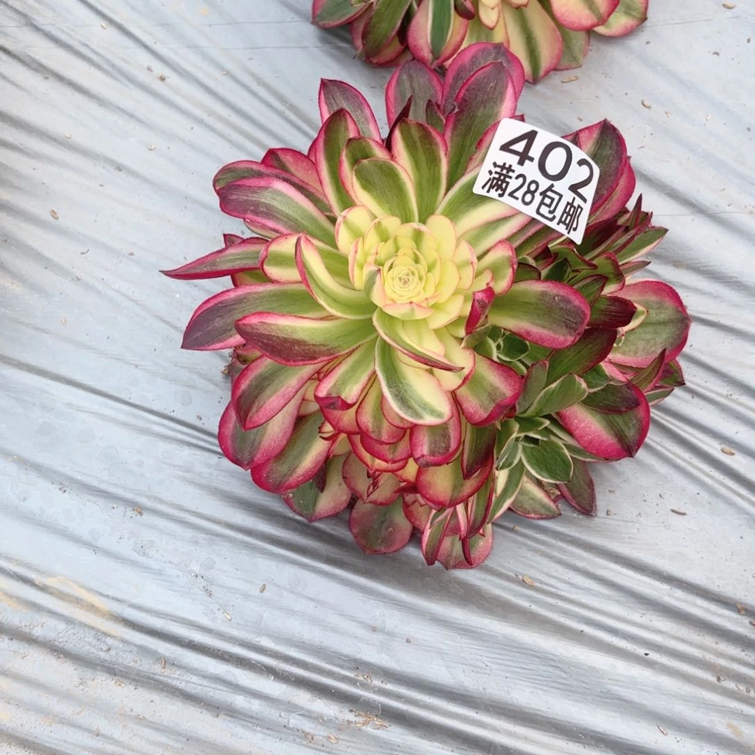 Q. 402海王多肉11111