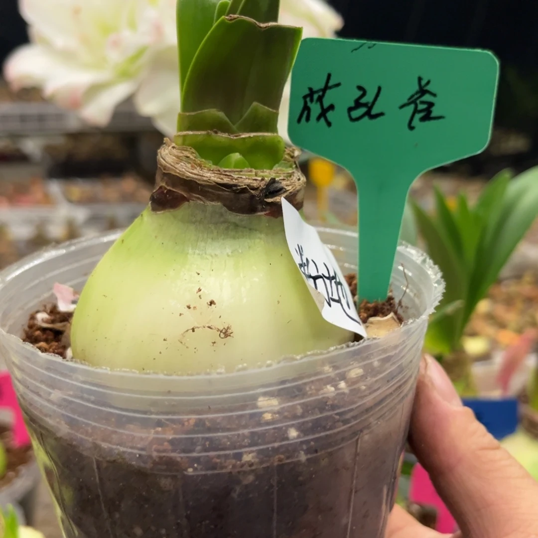 半***地花孔雀朱顶红带盆发货