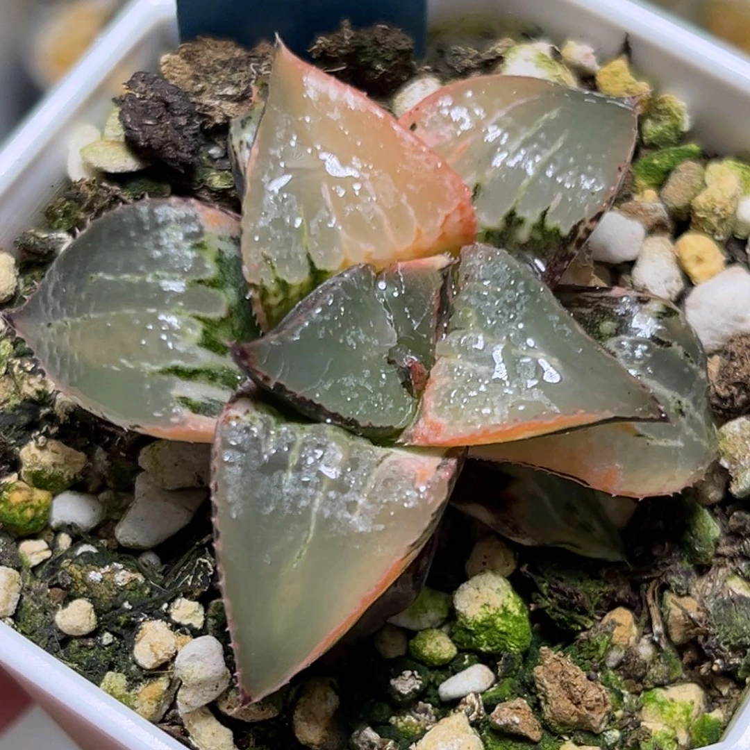 半**殇恭喜发财大吉大利0386