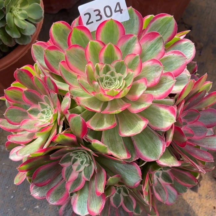 孔雀翎特价多肉发货