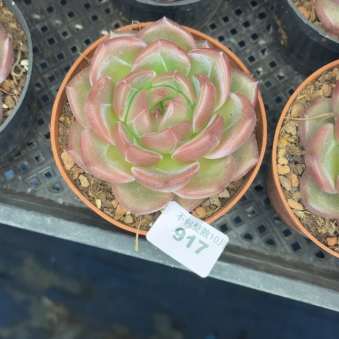 阿雅园艺。      917Q橙