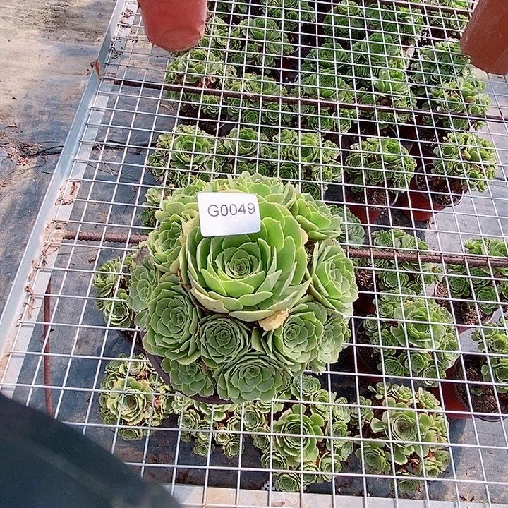闪购法师一颗绿羊绒