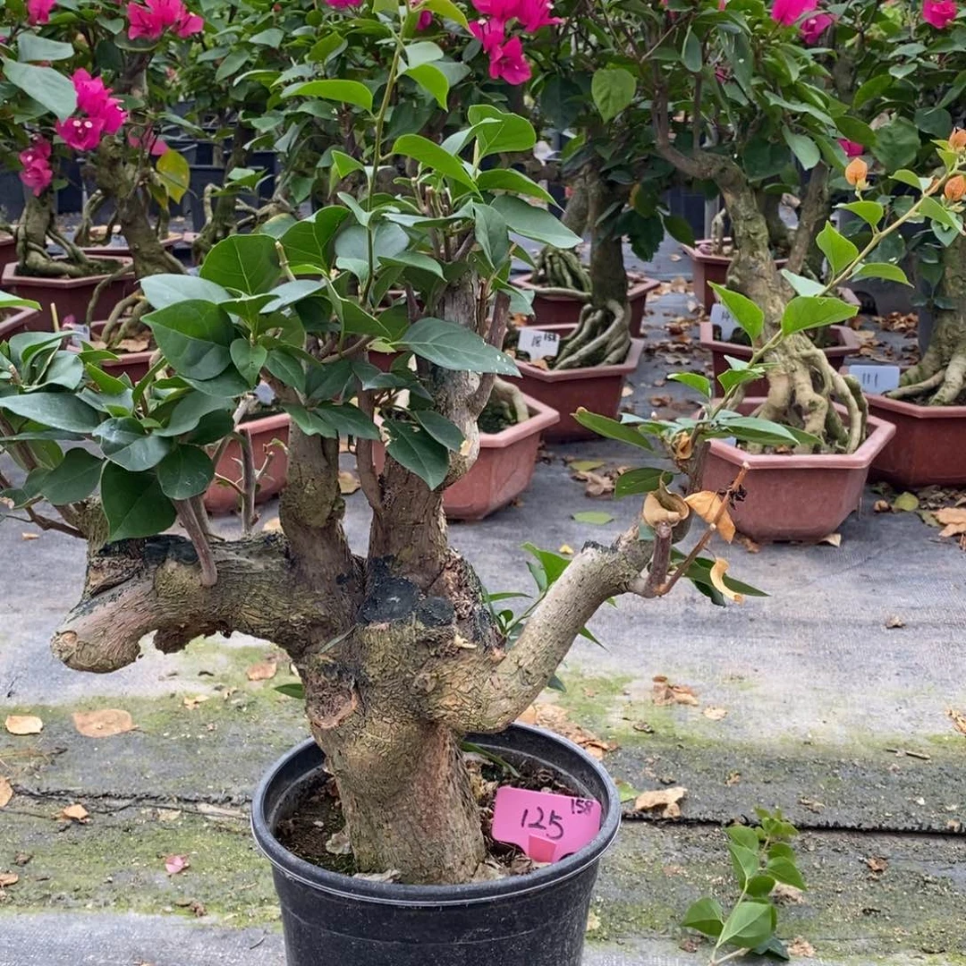 无花朵三角梅加州黄125