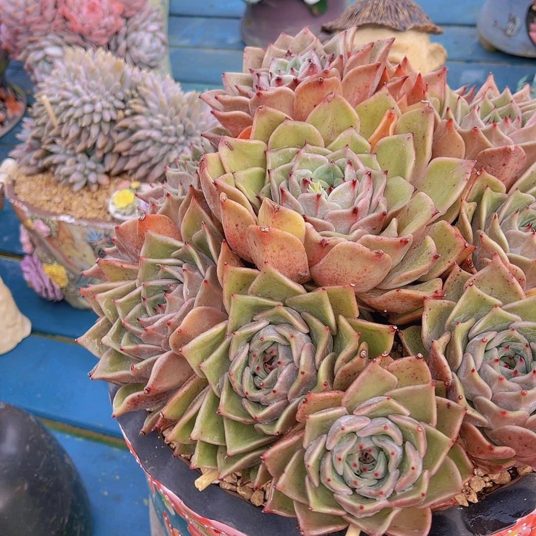 ㊗️**多肉香槟杂交栋不带盆