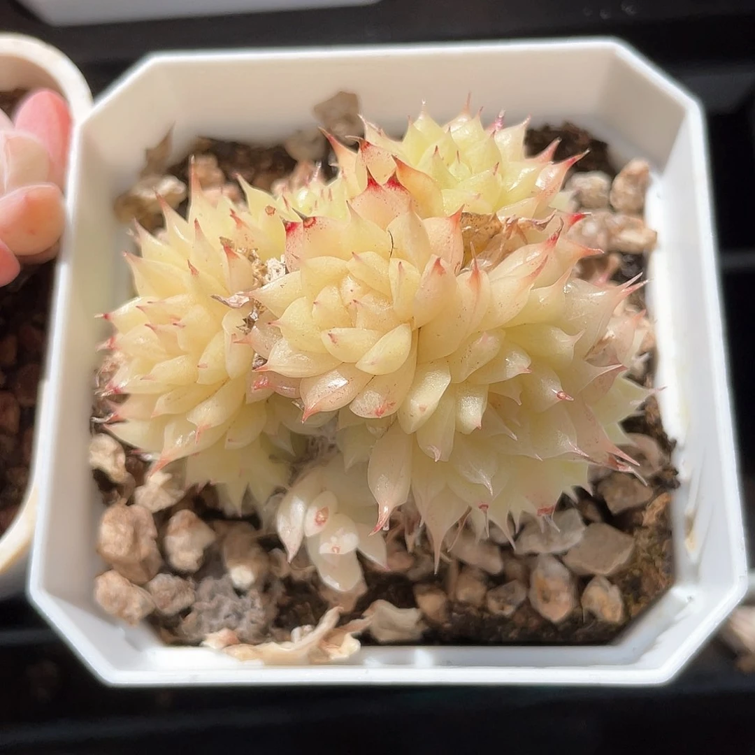 优选麦秆精品477