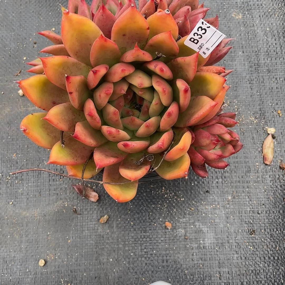 若如东云单拍B333