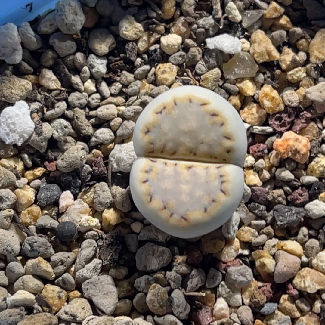 3867糖霜饼干1尺寸1.7