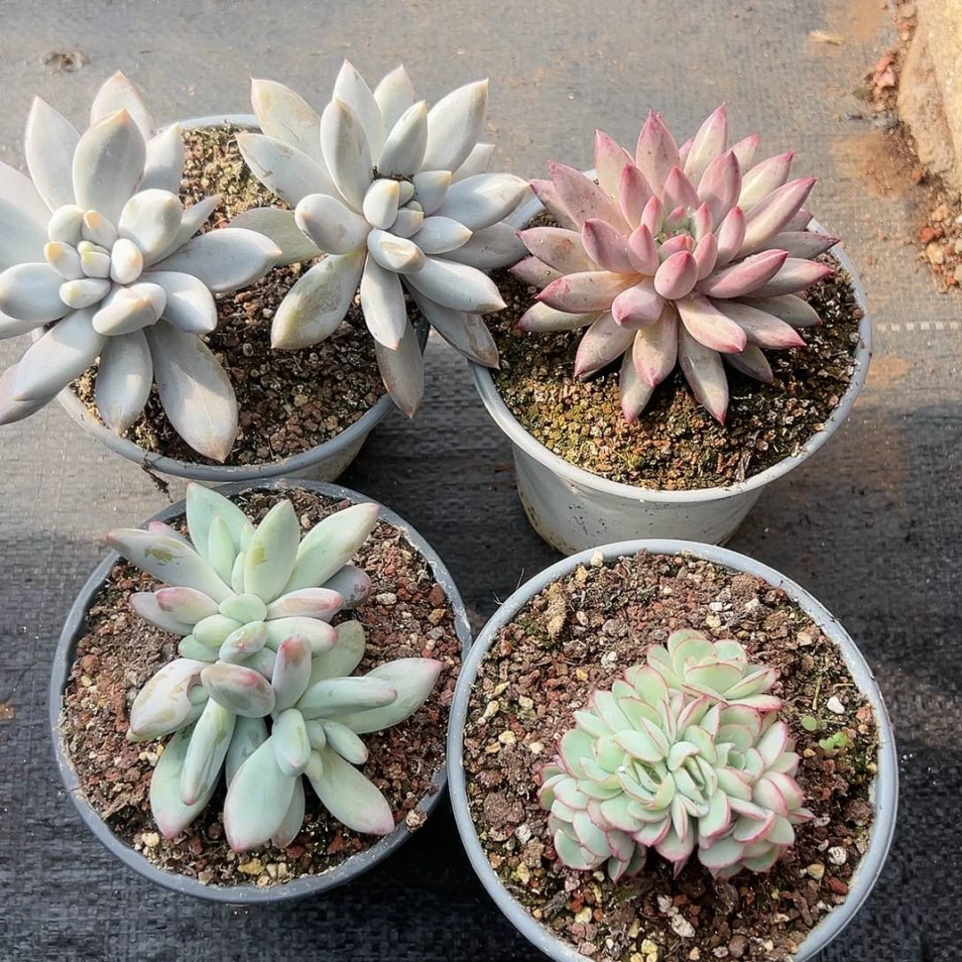 【闪购商品】组合福利