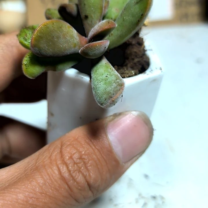 满6元包邮，若歌诗