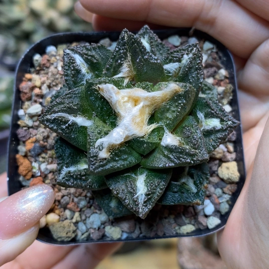 29号 自根 辛顿杂5.5公分带盆土