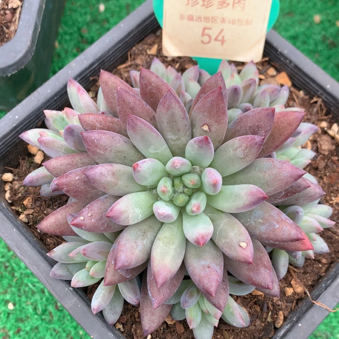 如烟美人无砍捧花54