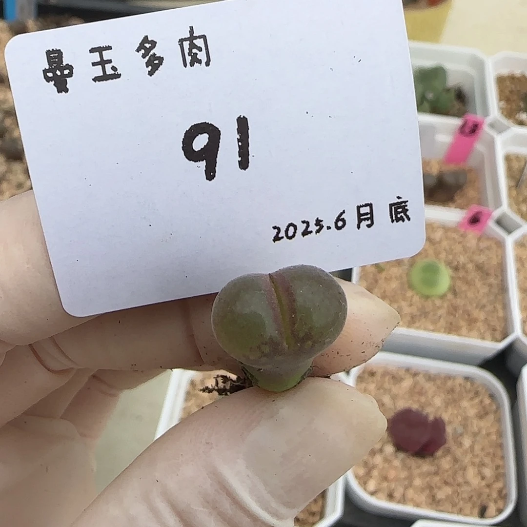 山***生多肉多肉多肉6.27-091