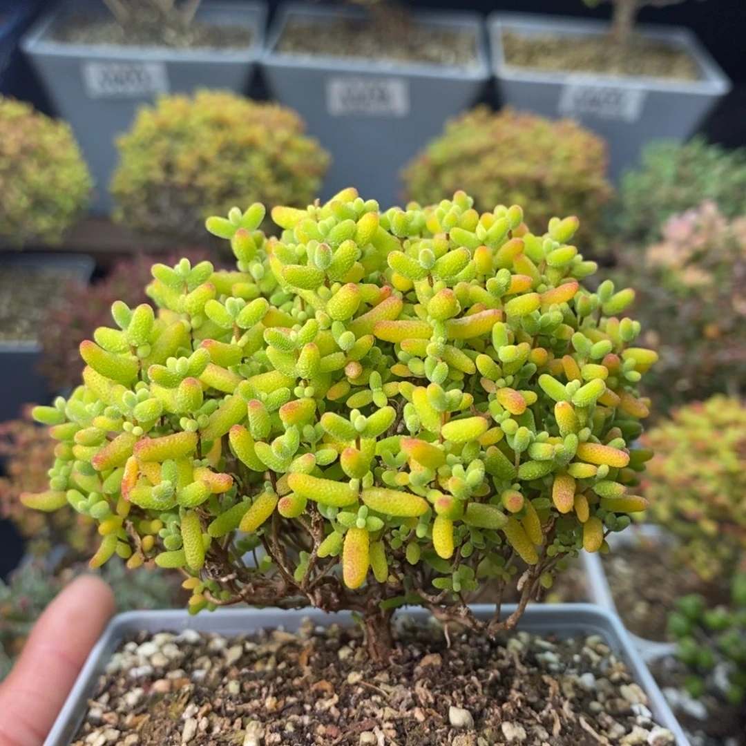 0626蜜橘糖球 。