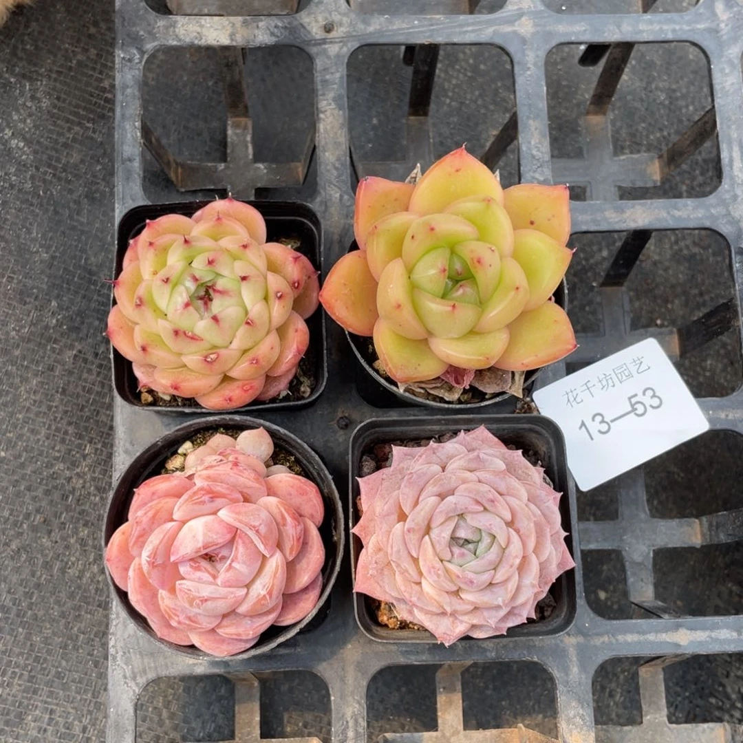 一物一拍4棵13-53