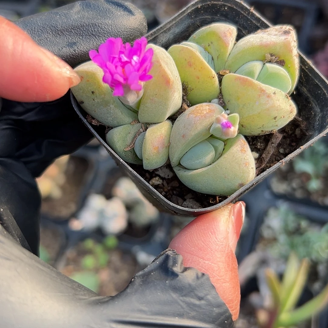 多肉植物无比玉开花