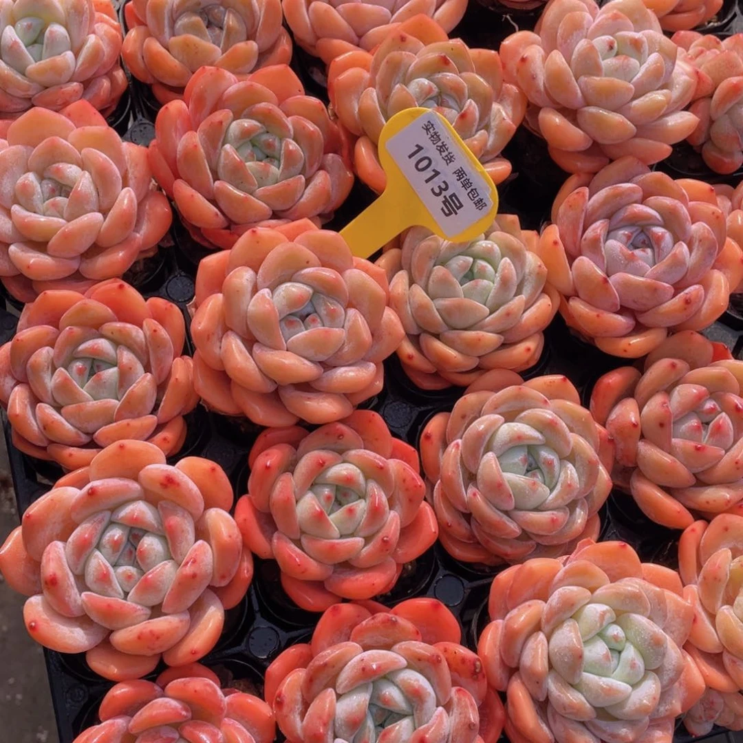 1013号 粉透大白兔大单头一个