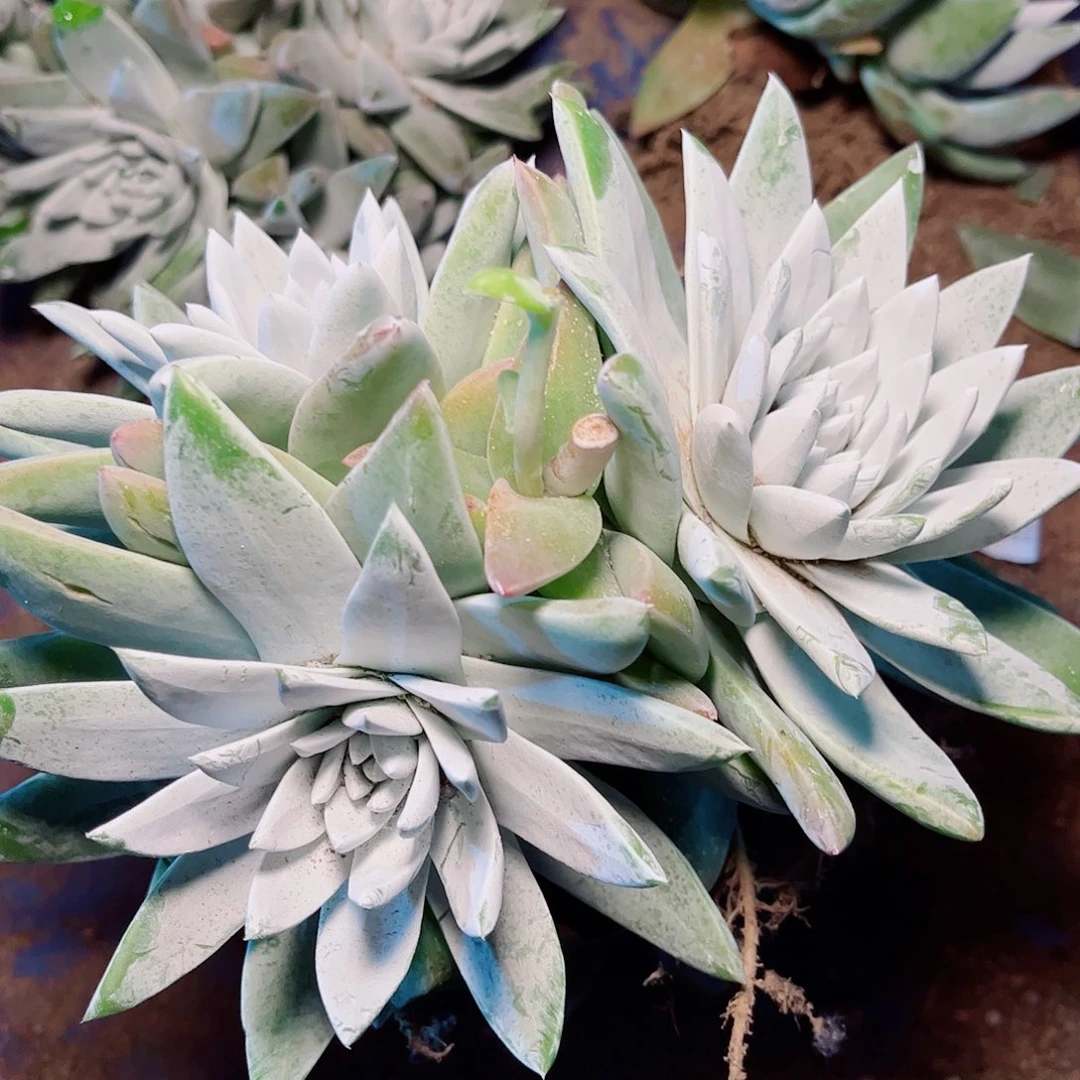 6139墨西哥杂交多肉