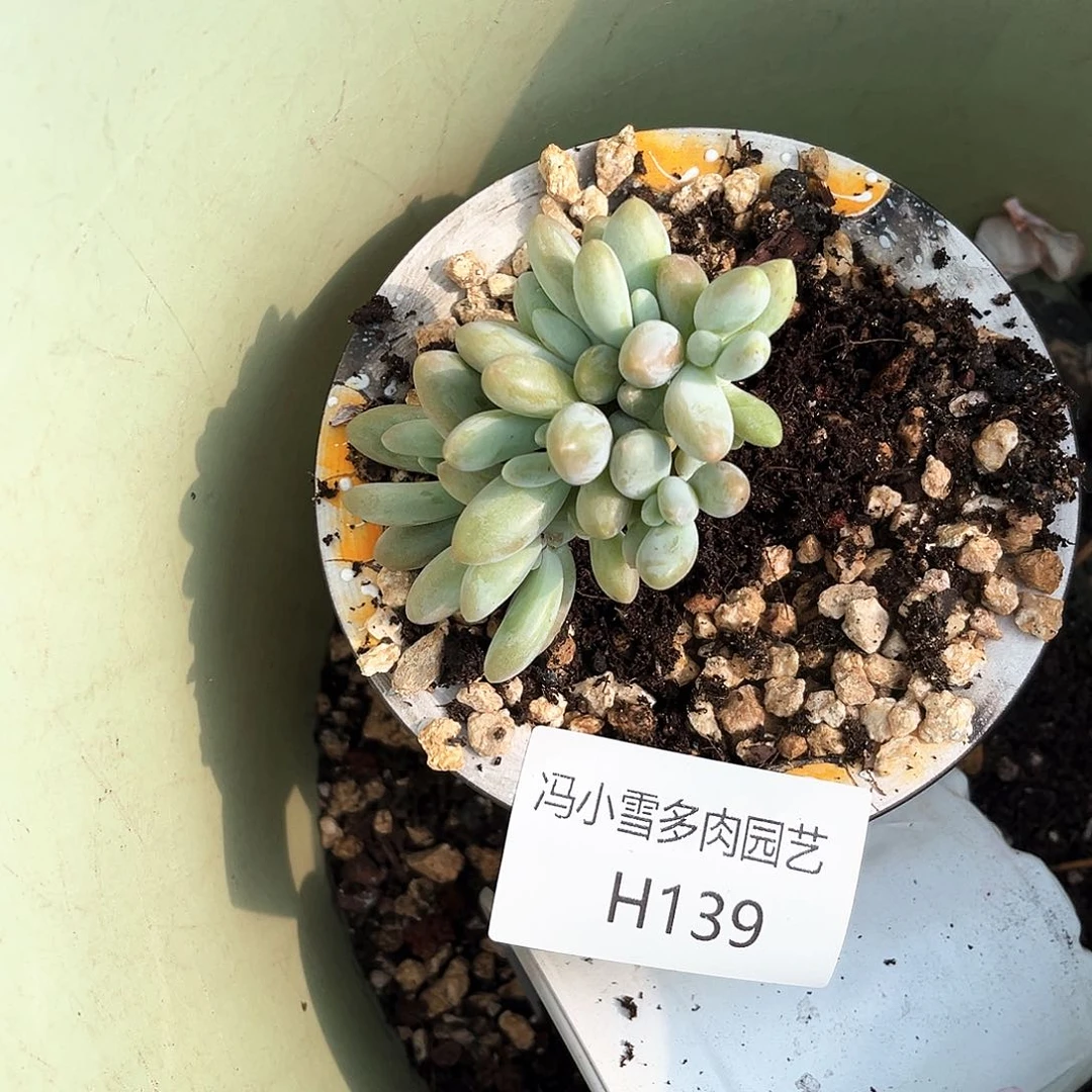 白兰地7个斗139号码牌子