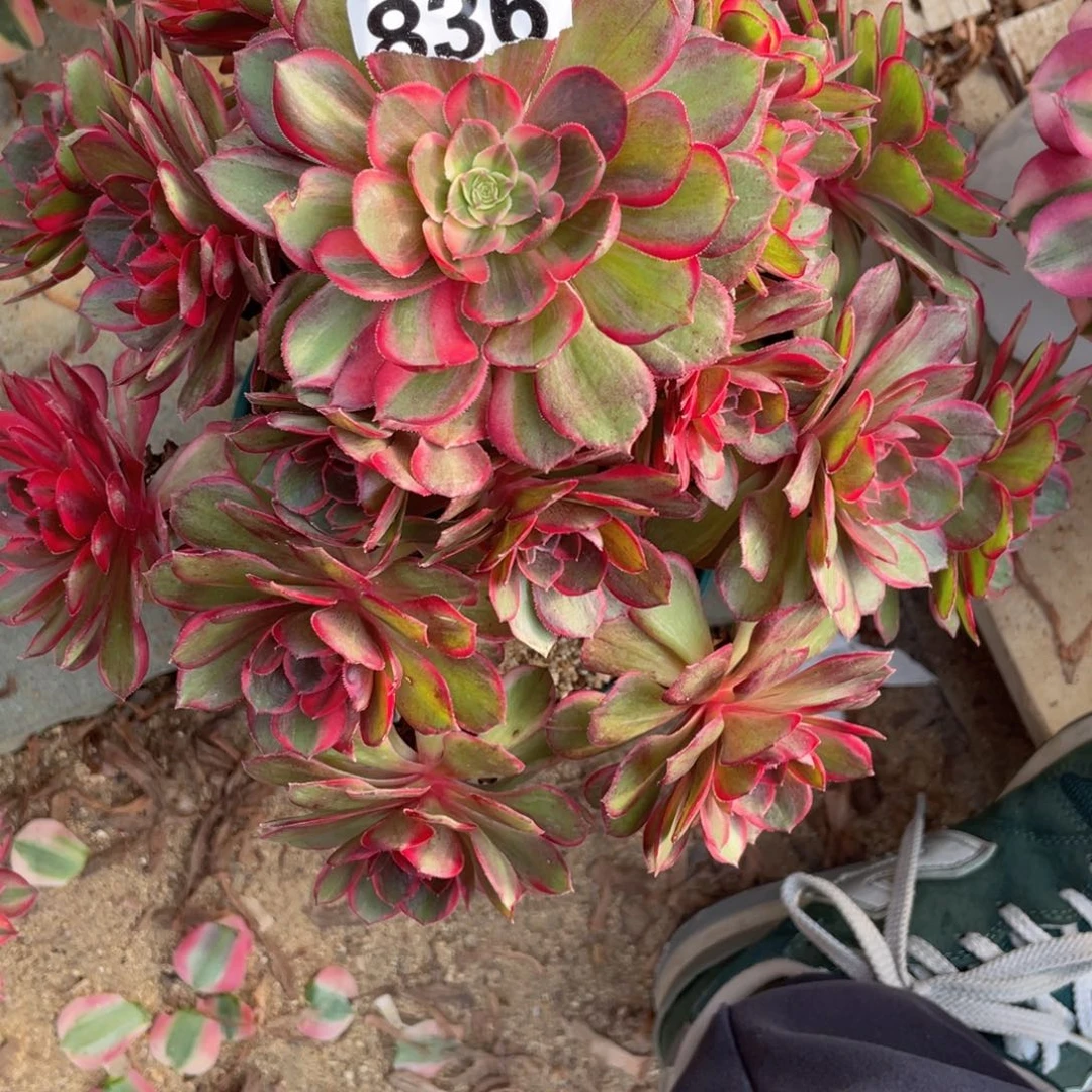 z***l836黑魔锦多肉植物保护