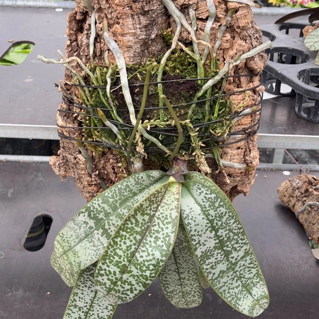 无花朵板值山採史苗