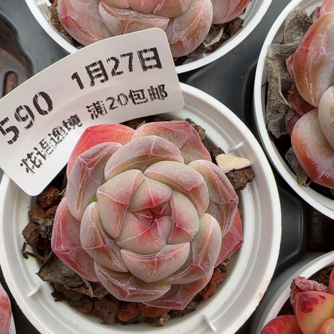 花语逸镜0127-590