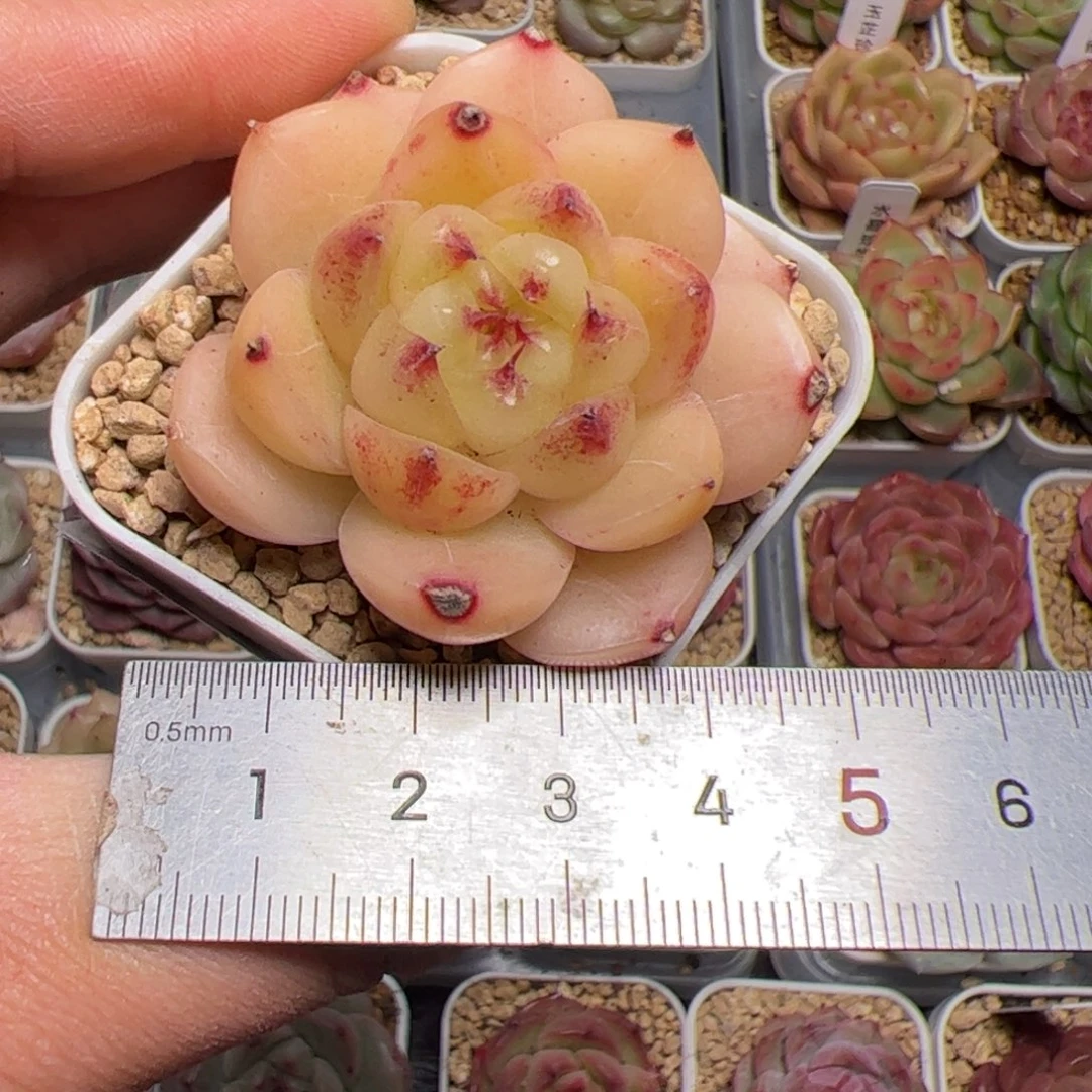 又***x503 肉植物组合盆栽