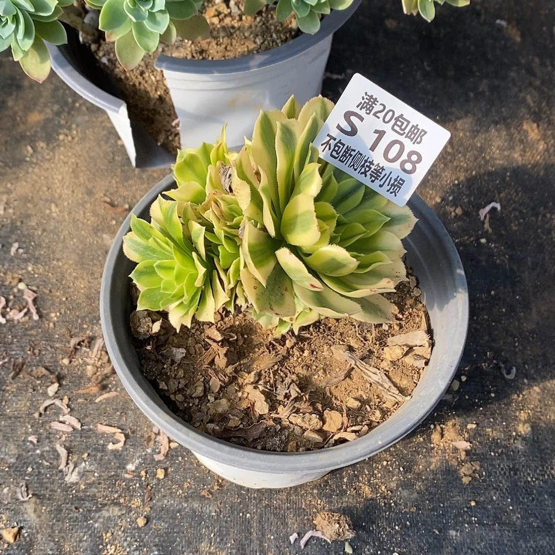 108金丝翡翠多肉法师锦