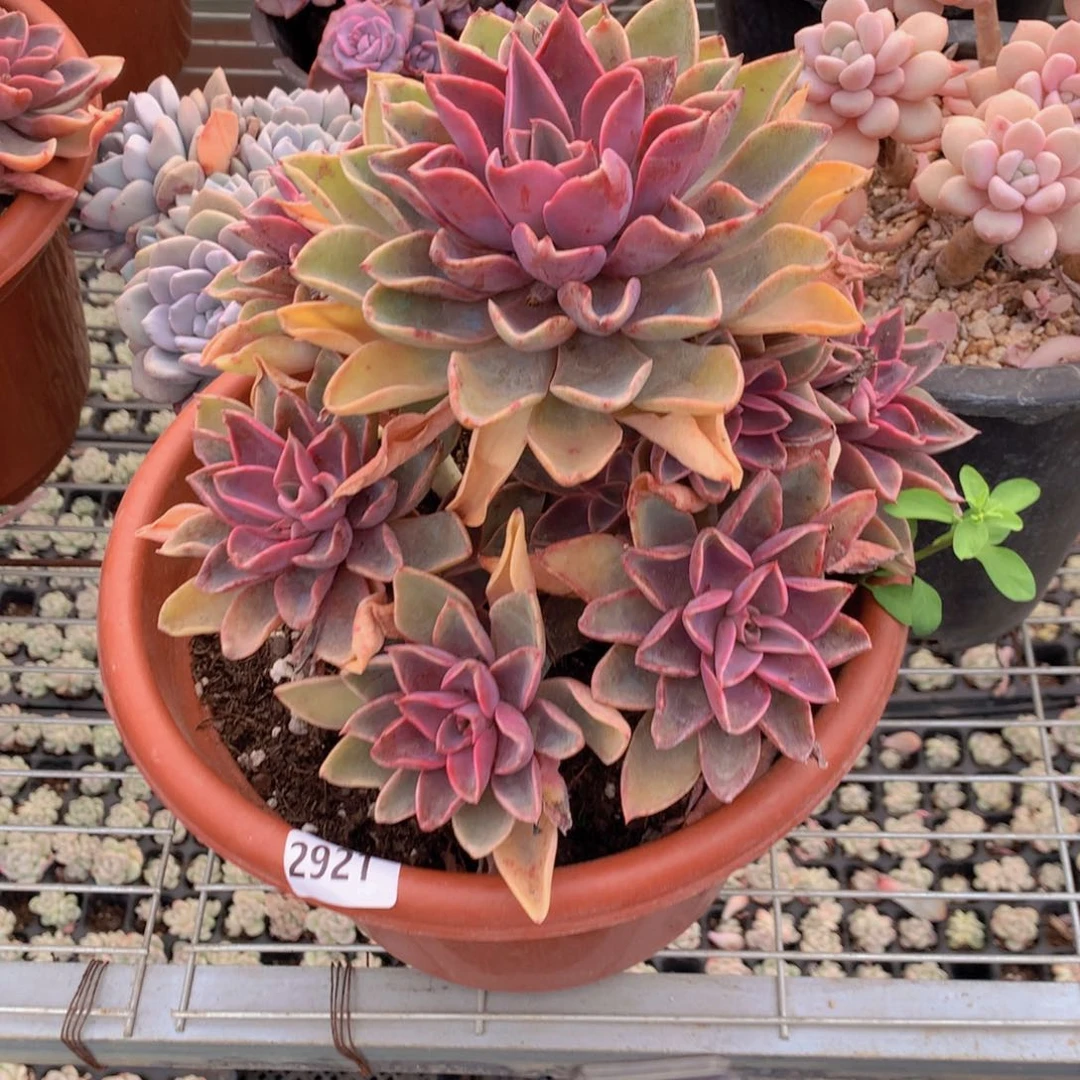 2921琼斯和亚特在