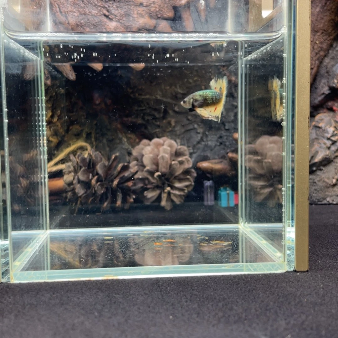 斗鱼鱼次元一月三日竞价