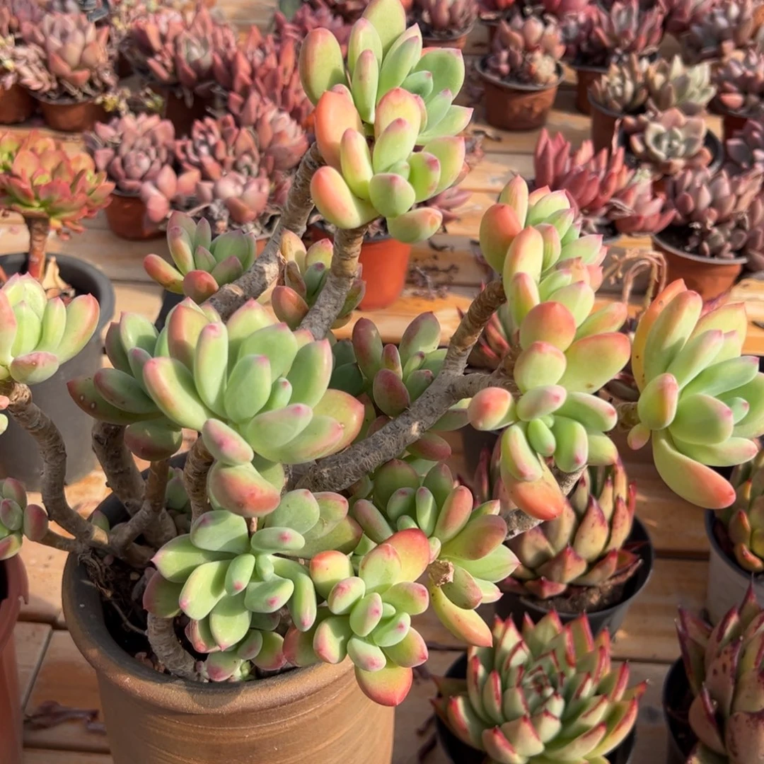 多肉清新美人【非偏远地区满18包邮】