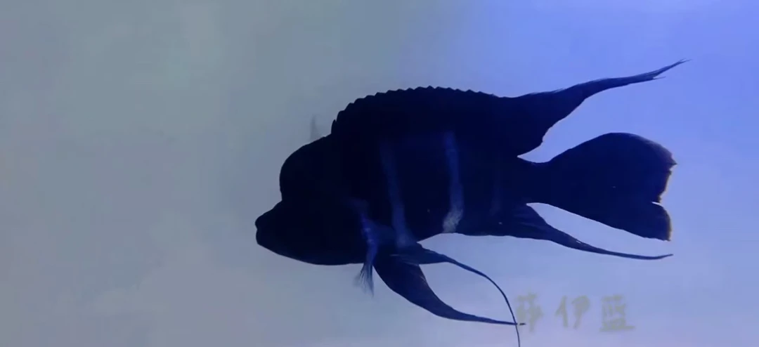 三湖慈雕、坦湖萨伊蓝六间、热带观赏鱼三湖慈鲷饲料